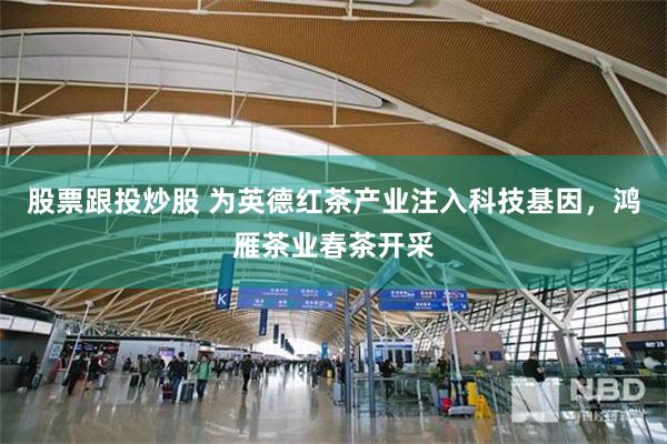 股票跟投炒股 为英德红茶产业注入科技基因，鸿雁茶业春茶开采
